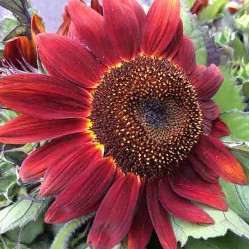 25+ RED SUN RARE SUNFLOWER SEEDS – BEAUTIFUL – NON GMO – HEIRLOOM — FRESH