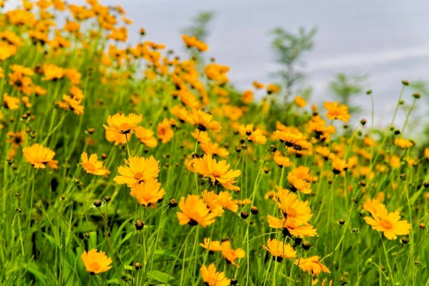 300 GOLDEN WAVE TICKSEED SEEDS | 2026 SALE FREE SHIPPING NON GMO HEIRLOOM