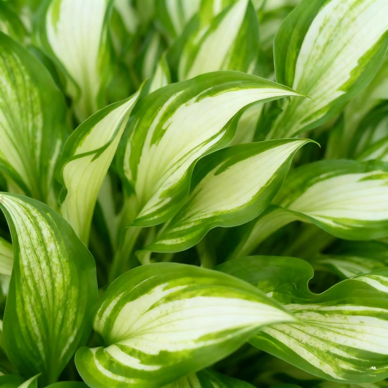 200+ Hosta Seeds for Planting, Mixed Rare Perennial Hosta Seed, Attract Pollinat