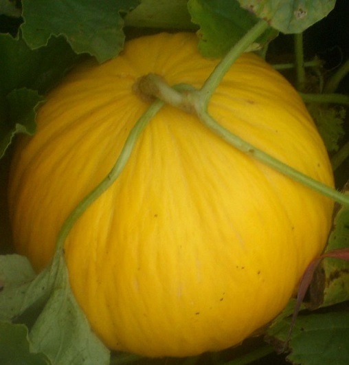 100 Crenshaw Melon Seeds Garden Starts Nursery