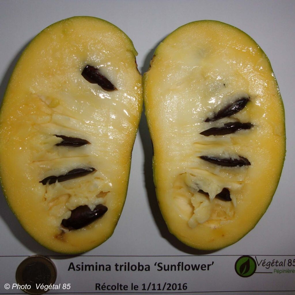 Asimina triloba ‘Sunflower’, grafted 10-12 inches tall plant (Poor Man’s Banana)
