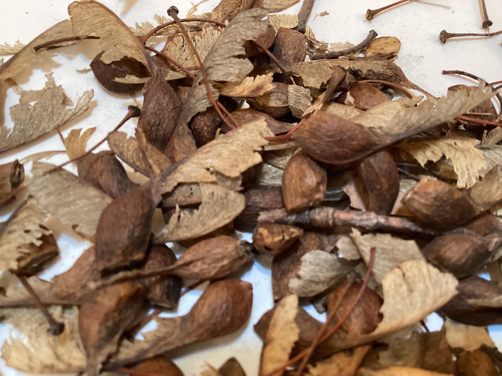 Sugar Maple Seeds Acer Saccharum Rock Maple Hard Maple Tree Seeds Pack
