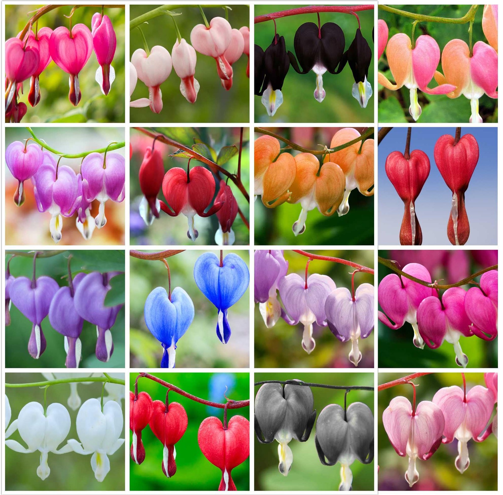 20 pcs Rare Mix Color Red Pink Purple White Bleeding Heart Seeds Shade Flower…