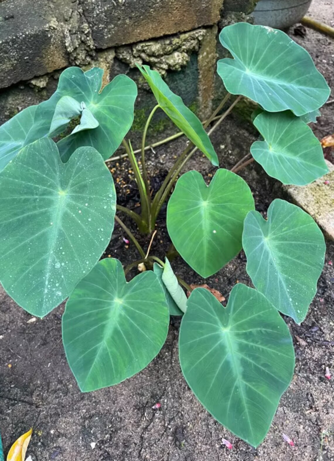AUTHENTIC Colocasia Fallax Silver Dollar 1 bulbs