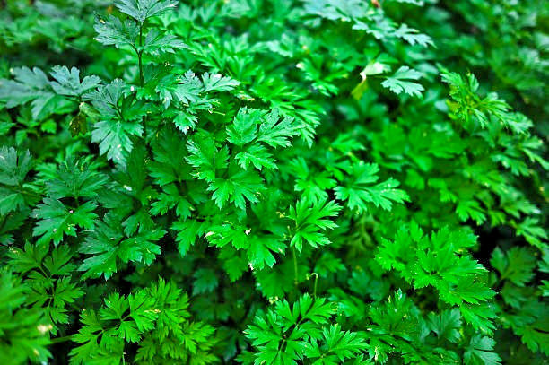 500 FOREST GREEN PARSLEY SEEDS | 2026 SALE FREE SHIPPING NON GMO HEIRLOOM