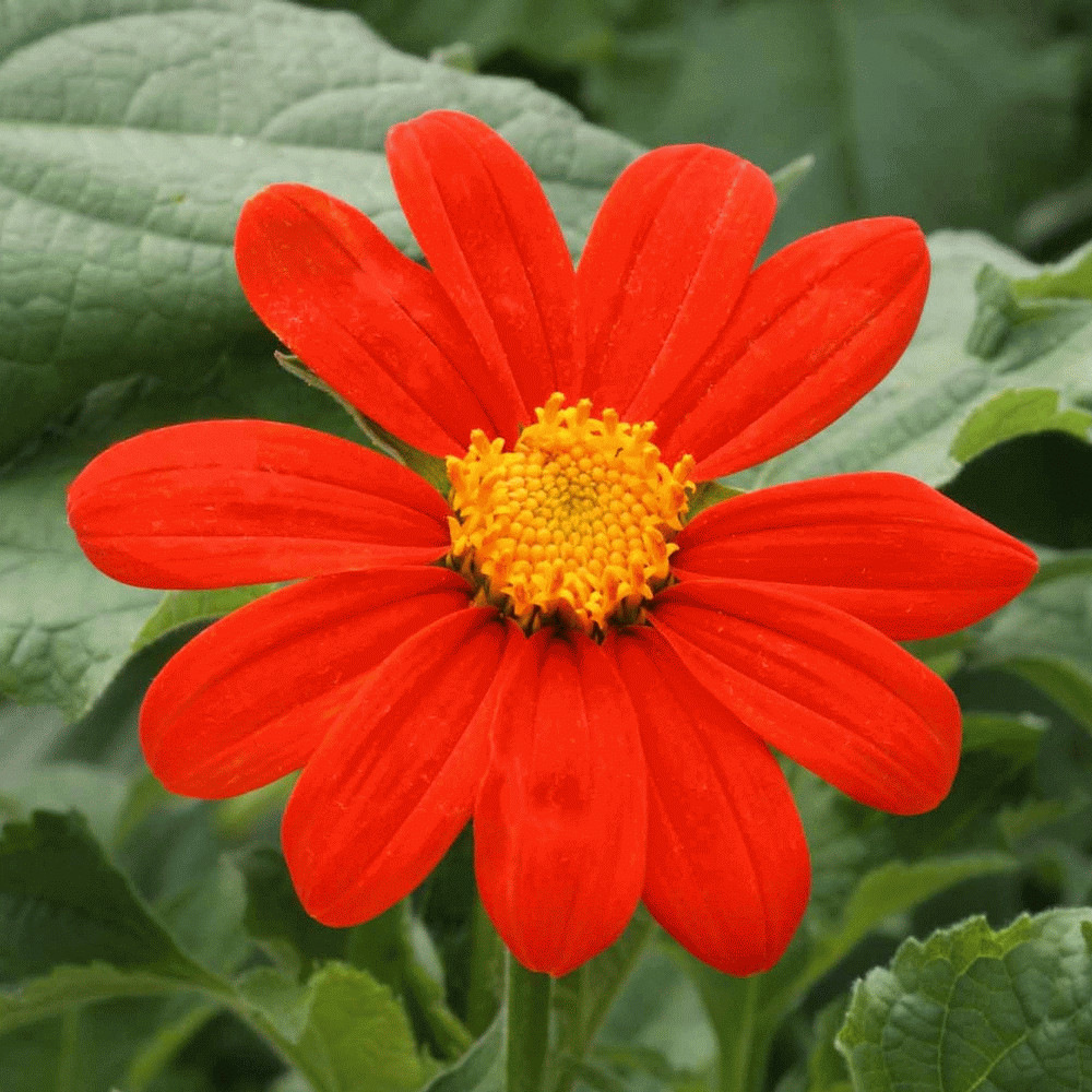 Mexican Sunflower Seeds | For Planting Tithonia Red Daisy Sun Flower Seed 2025