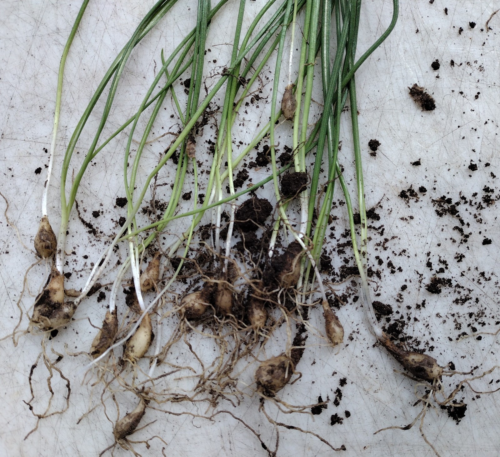 Beautiful Star of Bethlehem Ornithogalum Umbellatum 20 Plant Bulbs
