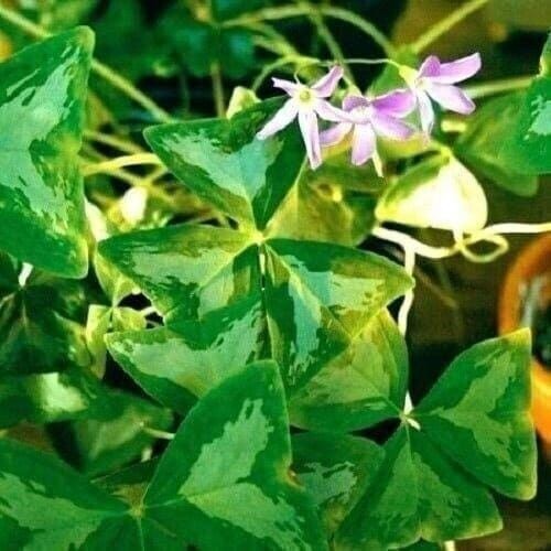 Oxalis Regnelli FANNY Shamrock/Wood Sorrel (Bulb/Not Plant) – US Seller!
