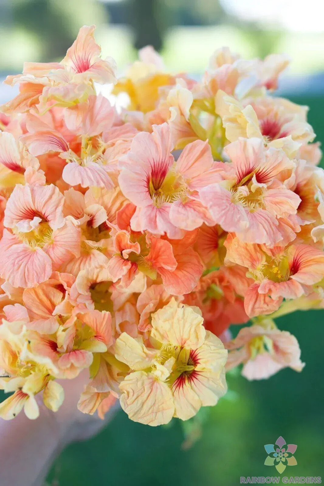 50+ Salmon Gleam Nasturtium Seeds for Garden Planting – USA – FAST SHIPPING!