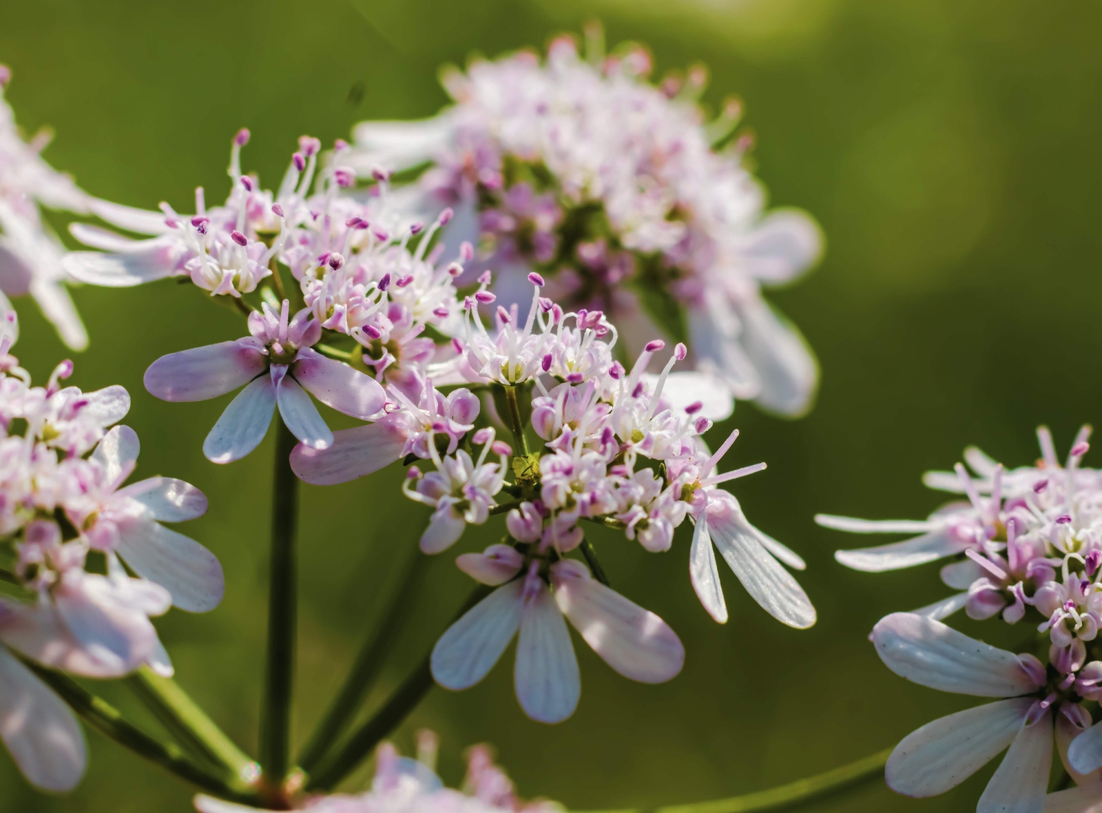 250 LEISURE CILANTRO / CORIANDER Coriandrum Sativum Herb Vegetable Seeds *CombSH