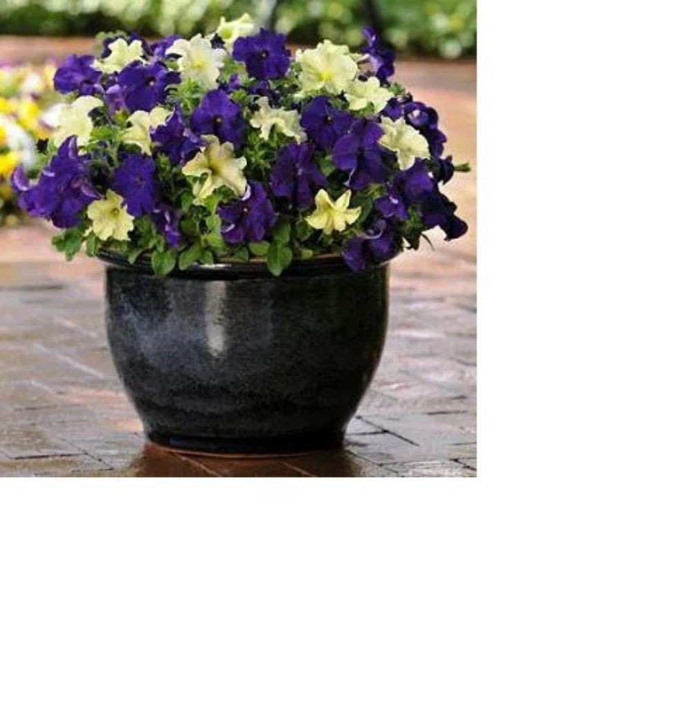 SHAKERSNC Petunia Various Seed Collection – 10 Seeds Per Package $5.50