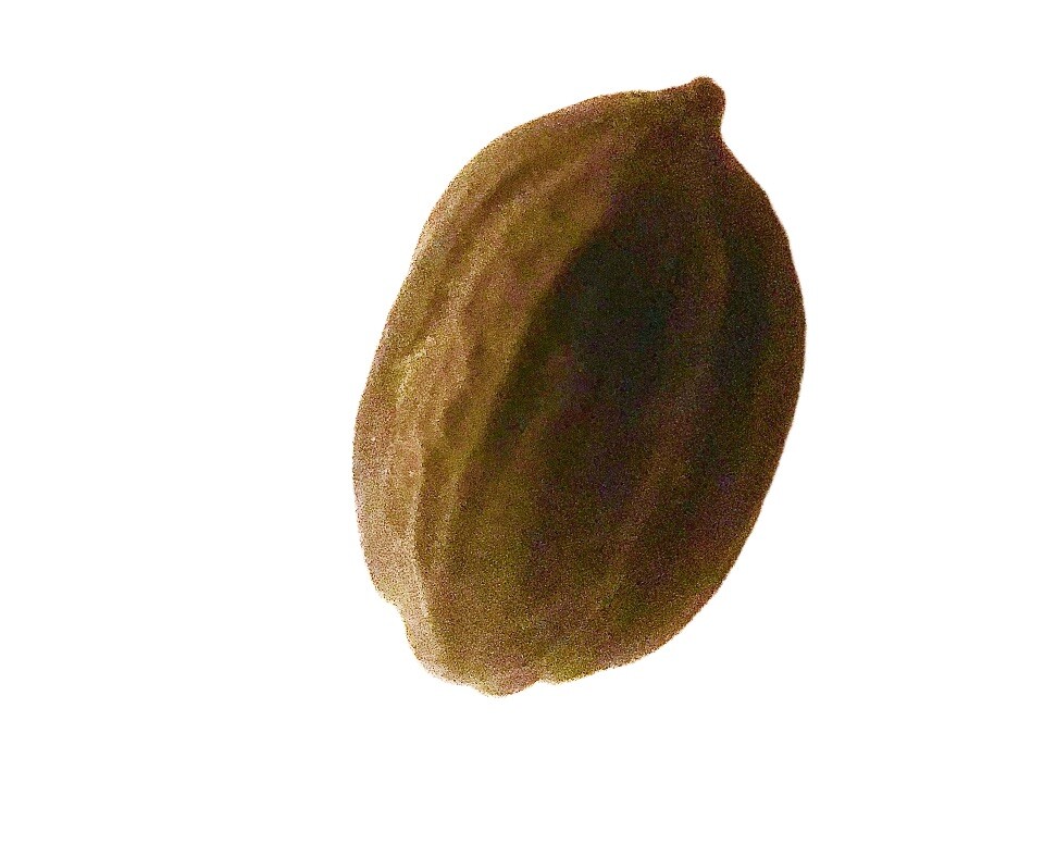 Arizona, Jojoba Tree Seeds , lot of 30 pcs