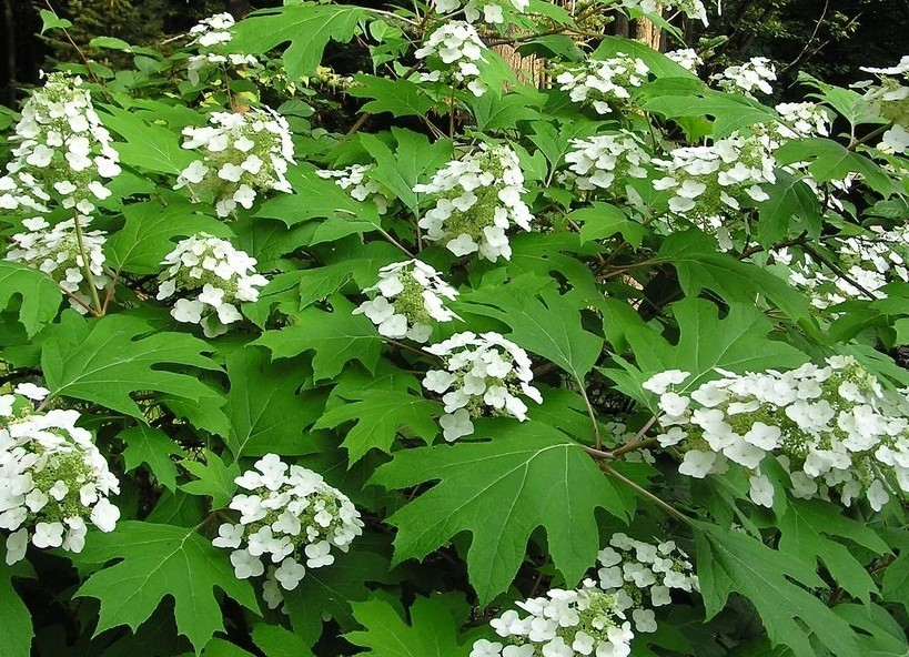 Oakleaf Hydrangea, Hydrangea Quercifolia 100 Seeds Fast Growing, Nice Fall Color