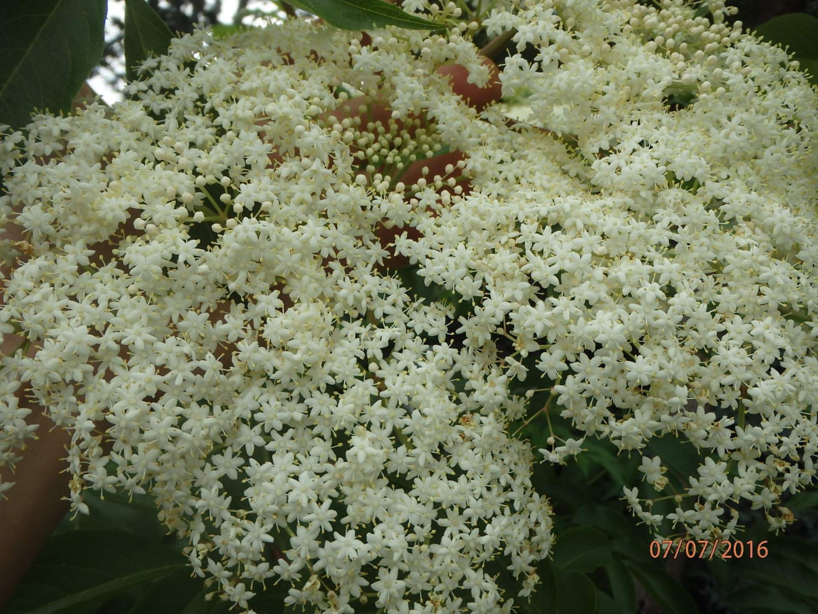 One live rooted plant of Elderberry “Sampo”, sent in box