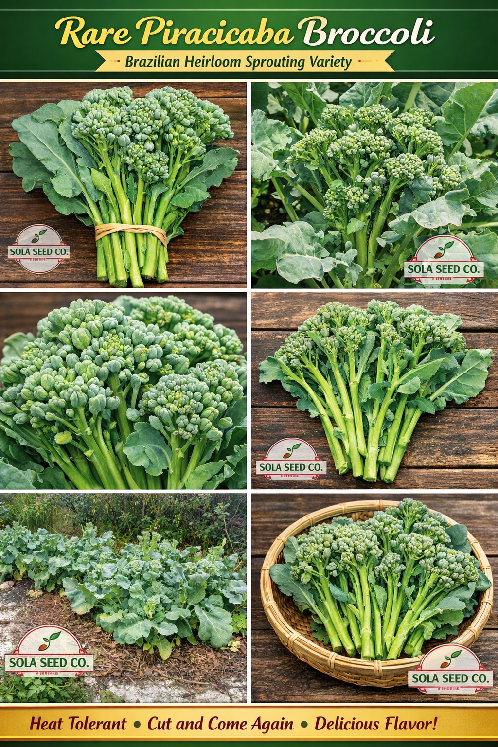 50 Rare Piracicaba Broccoli Seeds, Brazilian Heirloom, Heat Tolerant, FL Grown