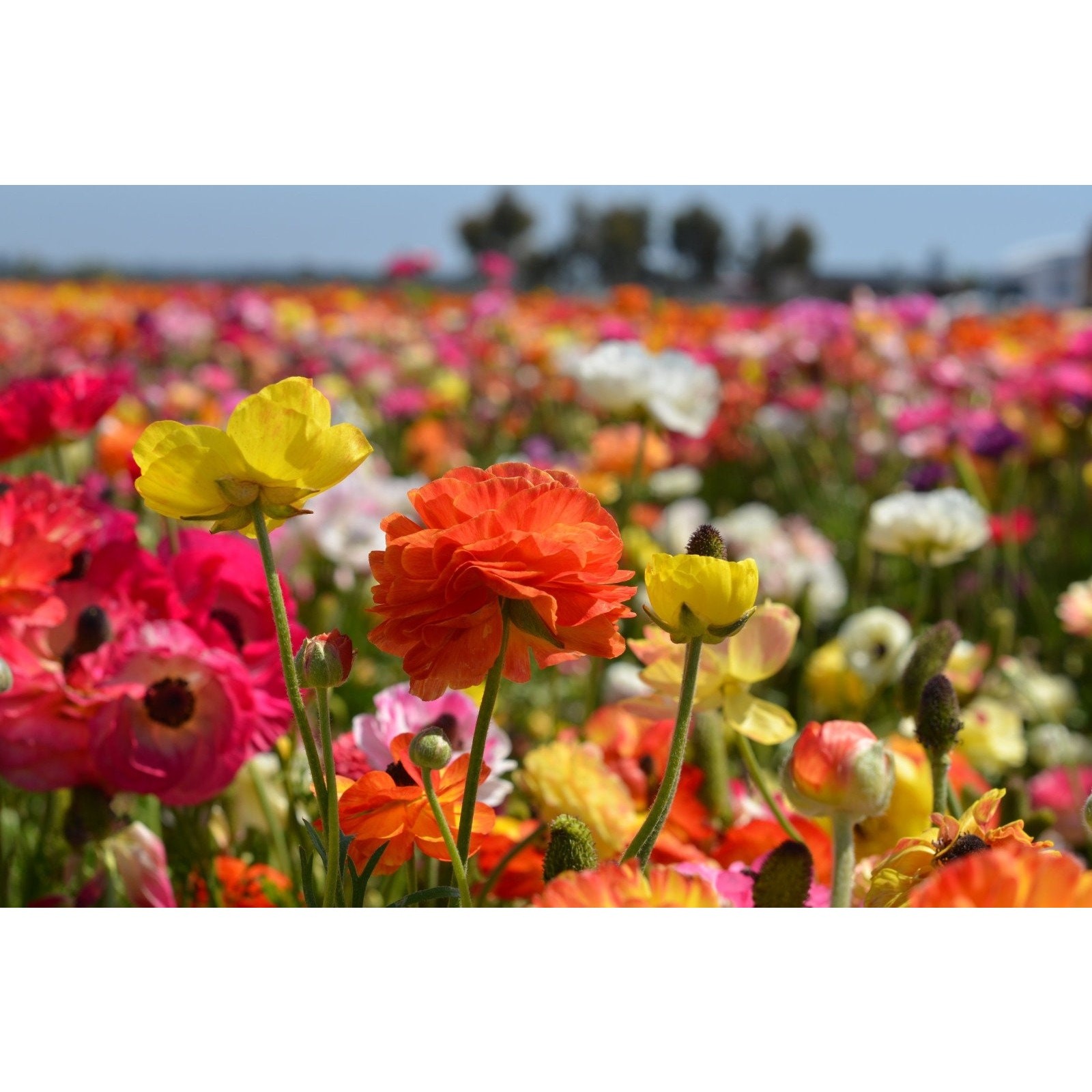 Ranunculus Asiaticus Tecolote Mixed Color Flowers Bulbs Corms Persian – 10 Corms