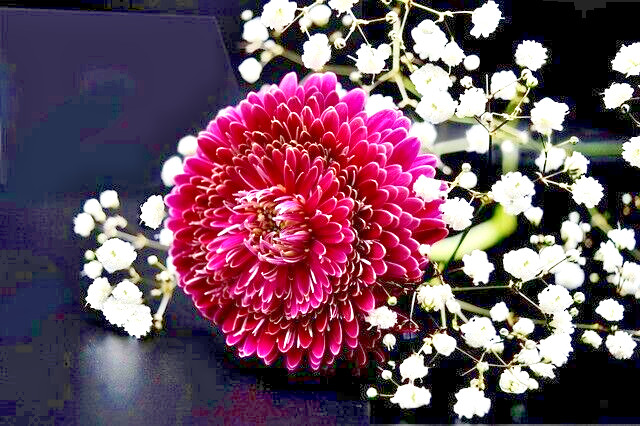 500 BABY’S BREATH SEEDS | 2026 SALE FREE SHIPPING NON GMO HEIRLOOM