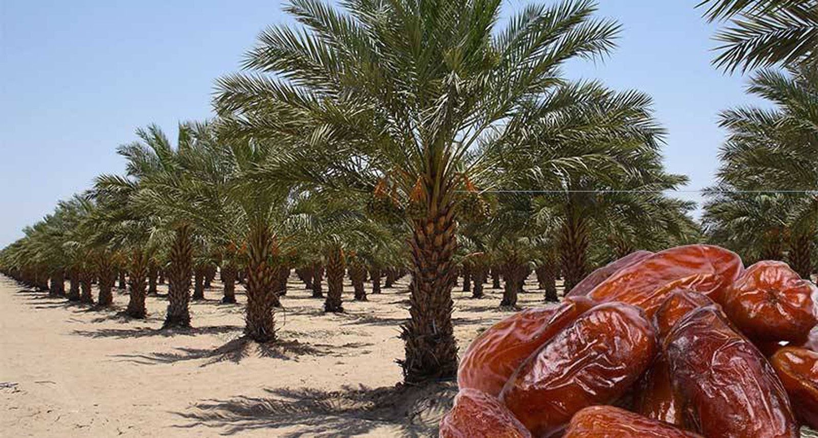 Dates Jumbo Medjool, ten [10] Date Palm seed – DATES SEEDS, DATE Seeds