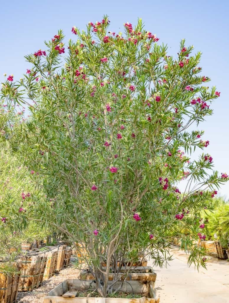 Burgundy lace desert willow 15 SEEDS