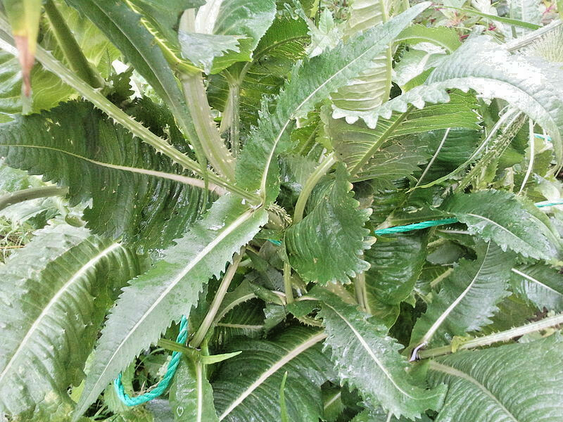 PURPLE TEASEL 100 SEEDS, DIPSACUS FULLONUM, USA SELLER
