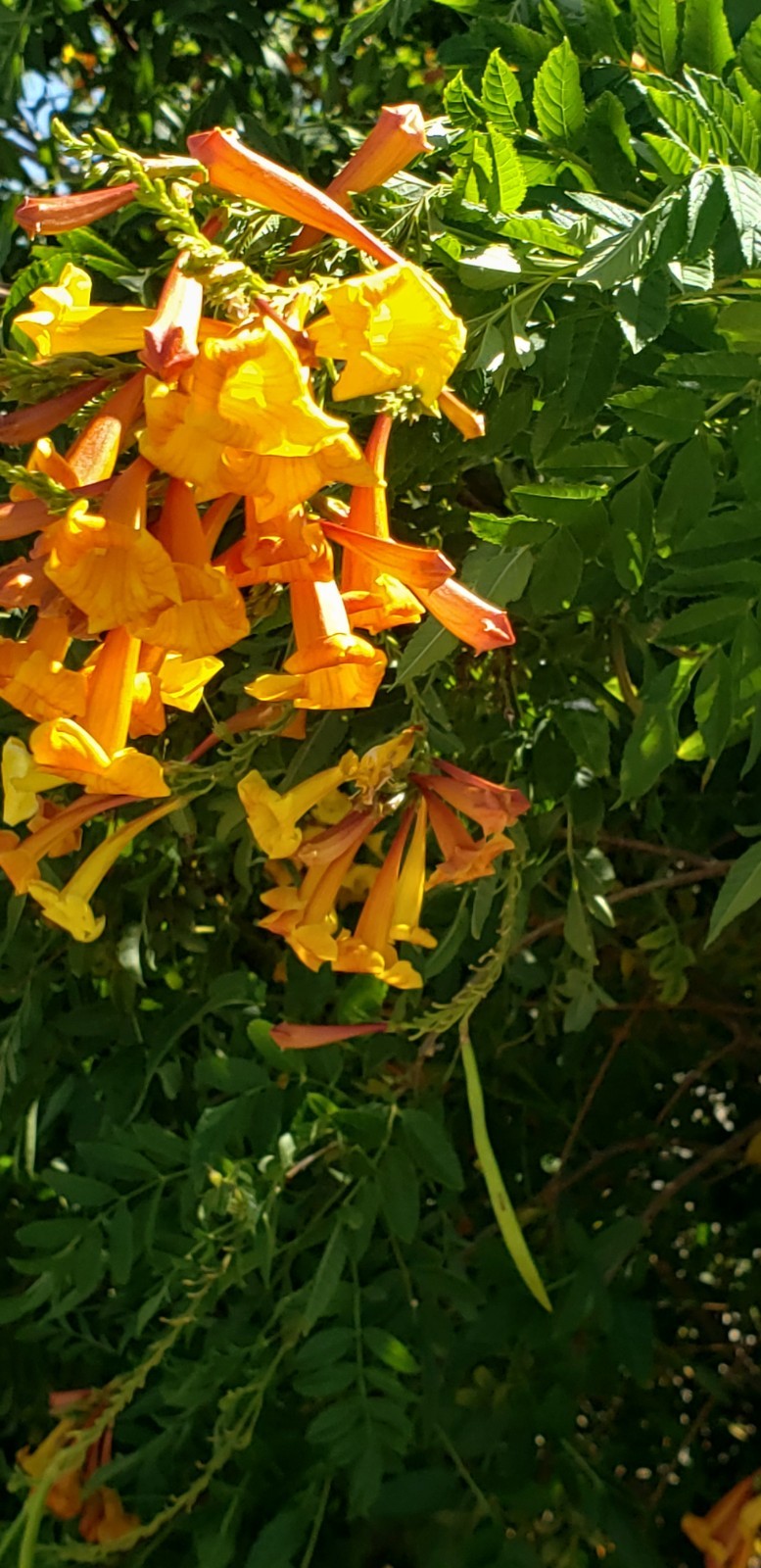 (25) Orange Jubilee (Tecoma Stans) Seed Flowering Shrub Seeds Drought-resistant
