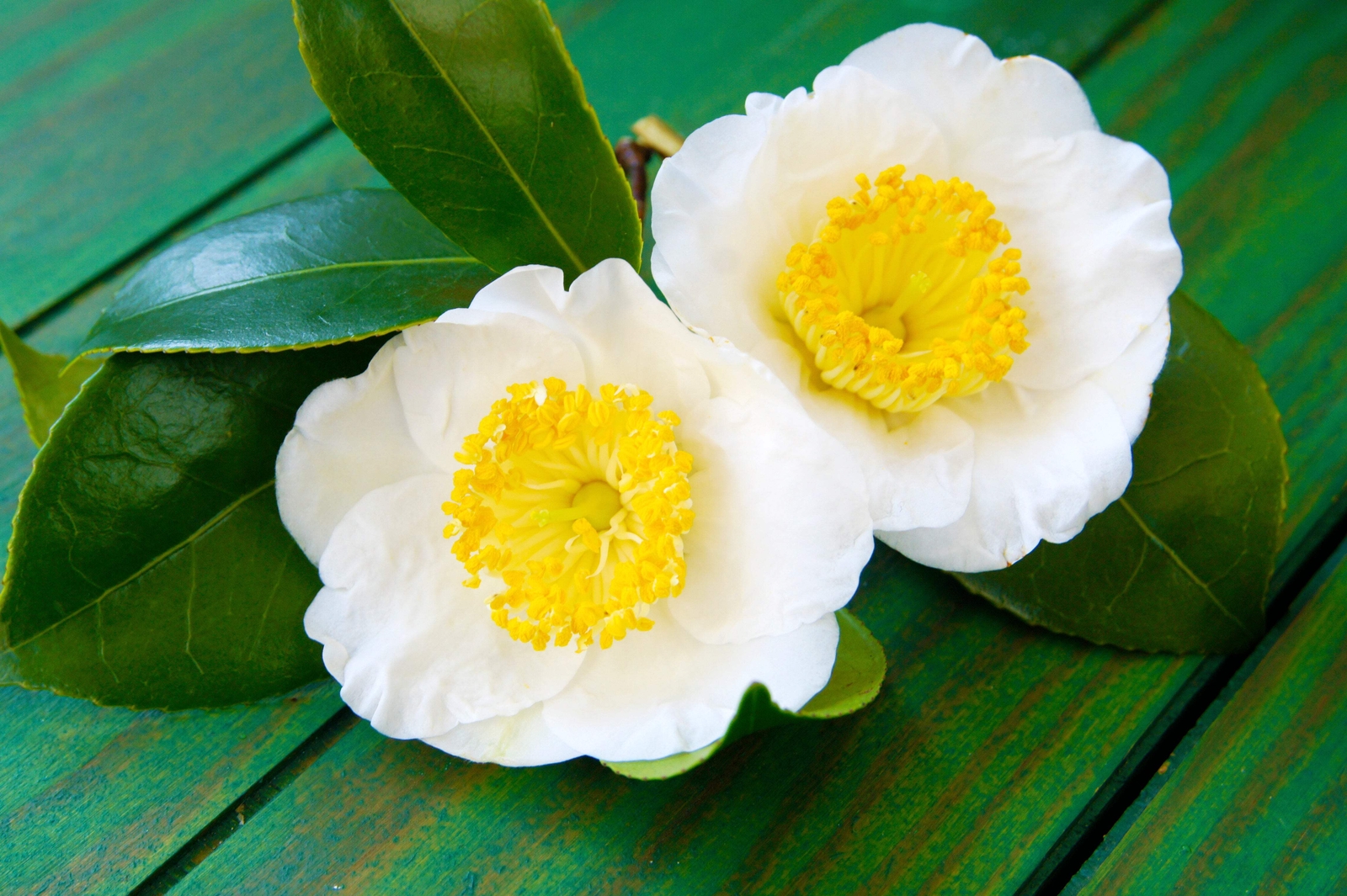5 TEA PLANT Black & Green Drinking Tea Camellia Sinensis Tree Shrub Flower Seeds