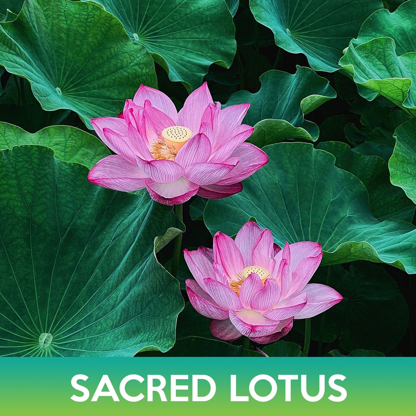 Sacred Lotus Seeds, Nelumbo nucifera
