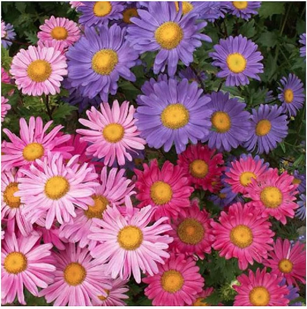 China Asters Seeds – Mixed Single Asters