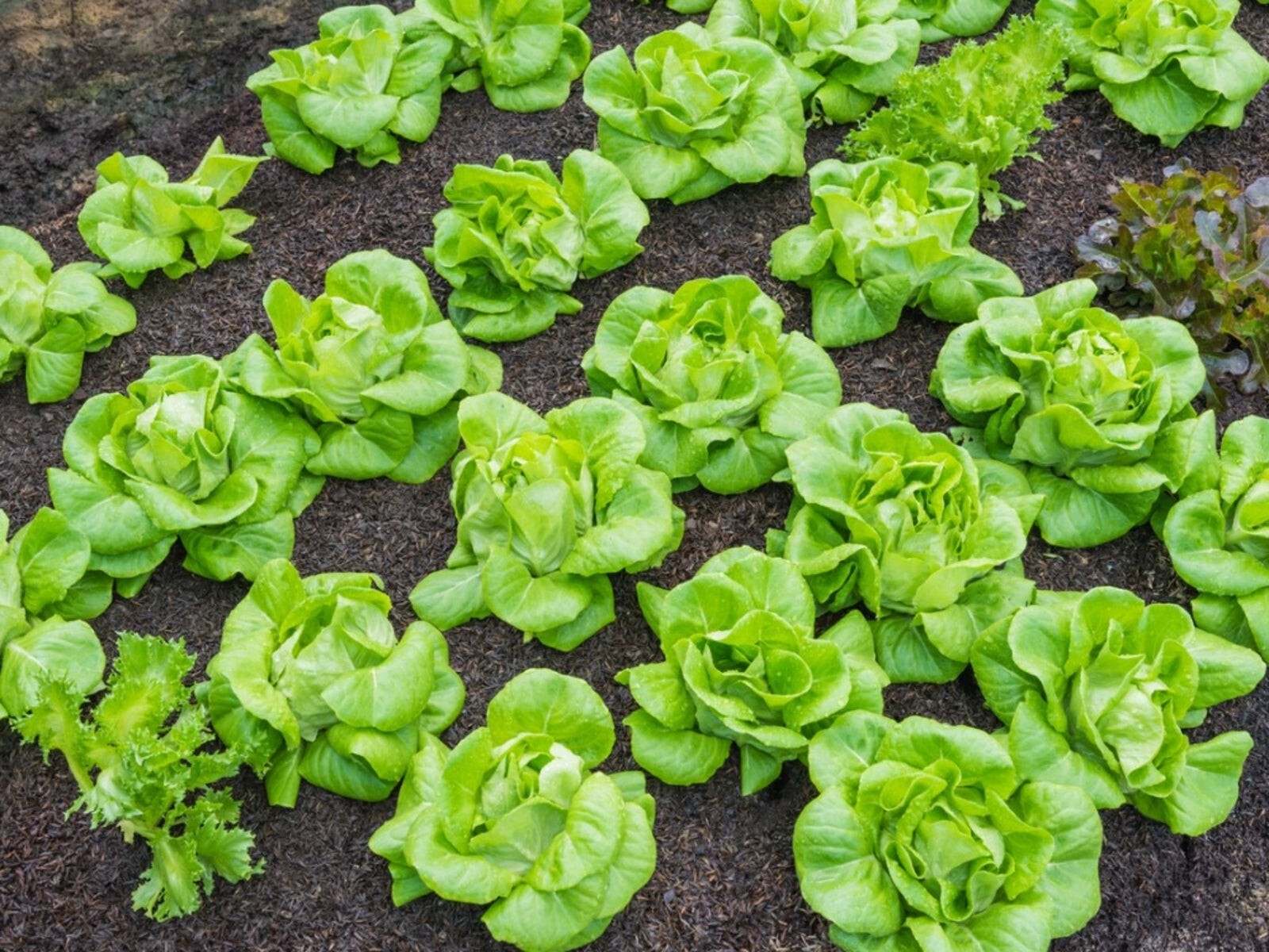 400+TOM THUMB Seeds Romain Leaf Lettuce Organic Spring Fall Garden Container #78