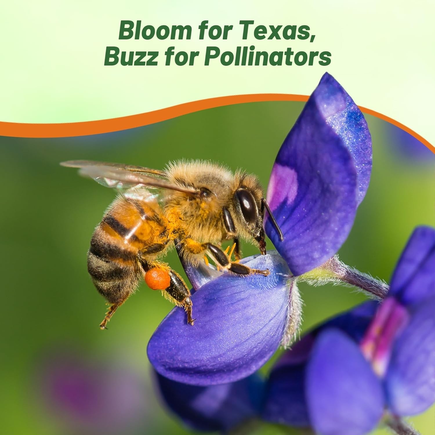1 LB Texas Bluebonnet Seeds For Planting | Wildflower Seed For Planting Outdoors