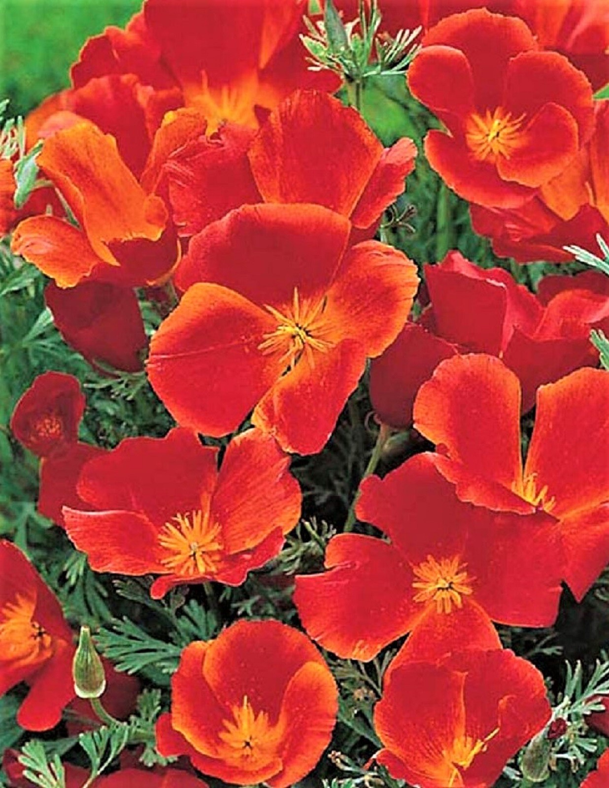 California Poppy Seeds Red Chief 200 SEEDS –BUY 4 ITEMS FREE SHIPPING