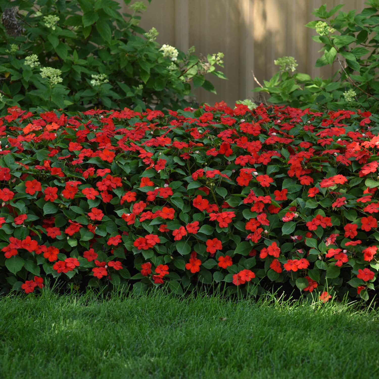 75 Seeds Bright Red Impatiens Container Plant Flower Seeds