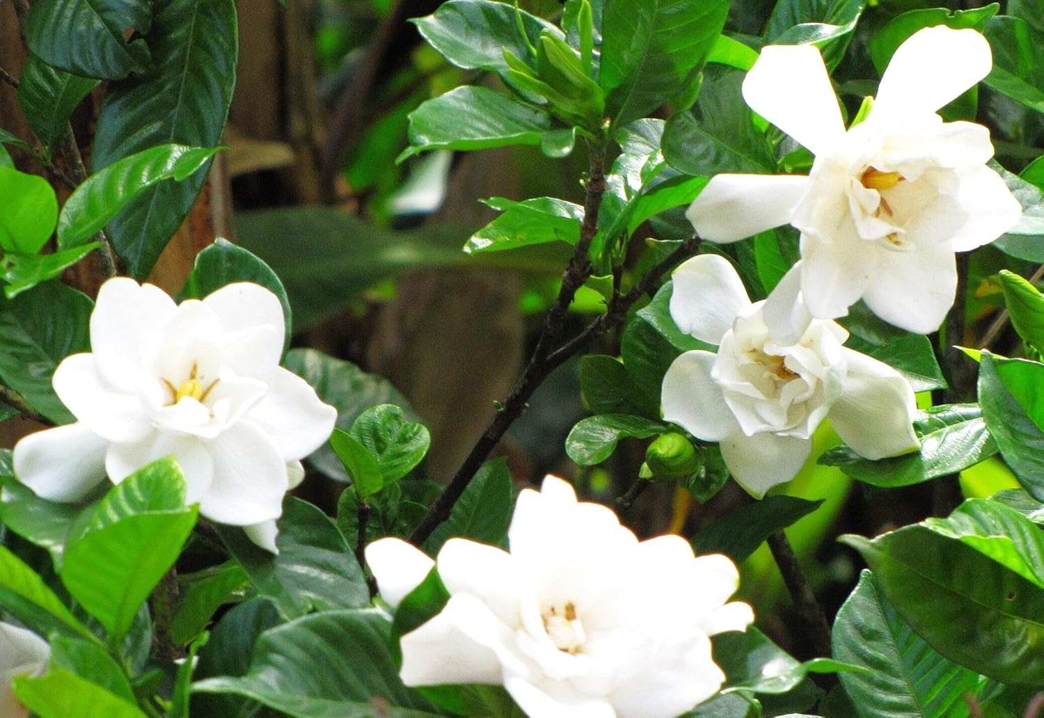 500+ Gardenia Jasminoides Seeds Fragrant White Cape Jasmine Flower Tropical Shru