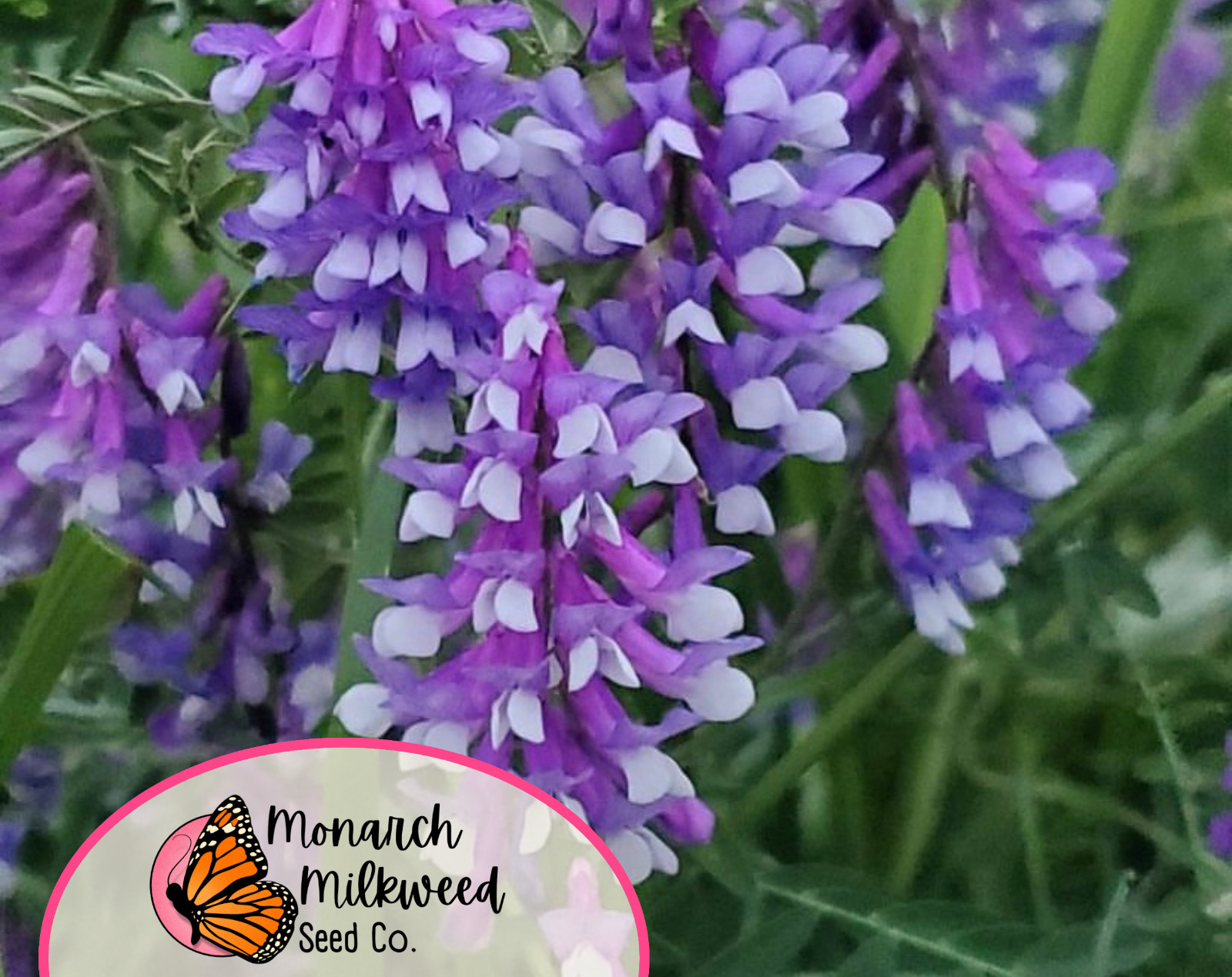 350+ Hairy Vetch Seeds | Pollinator Flower Garden Seed for Bees & Butterflies