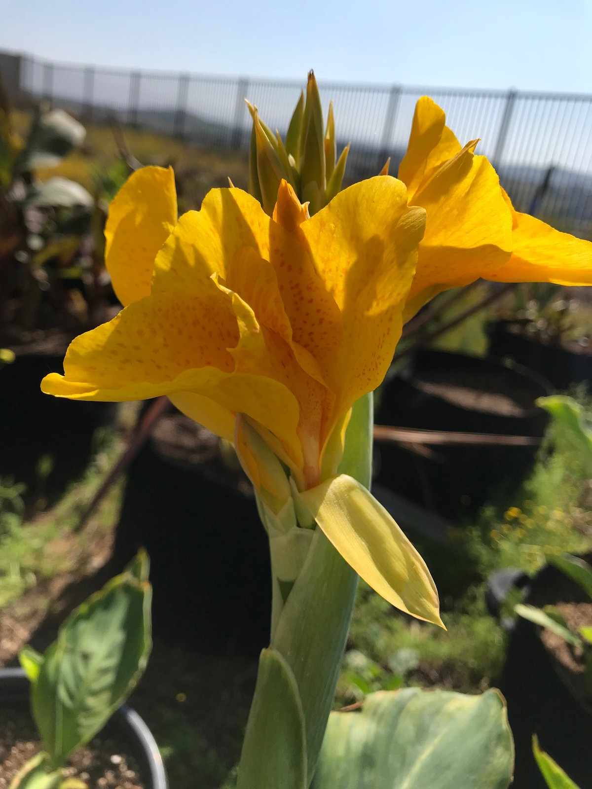 Golden Lucifer Rhizomes – Yellow Red Speckled Blooms – 1-Rhizome