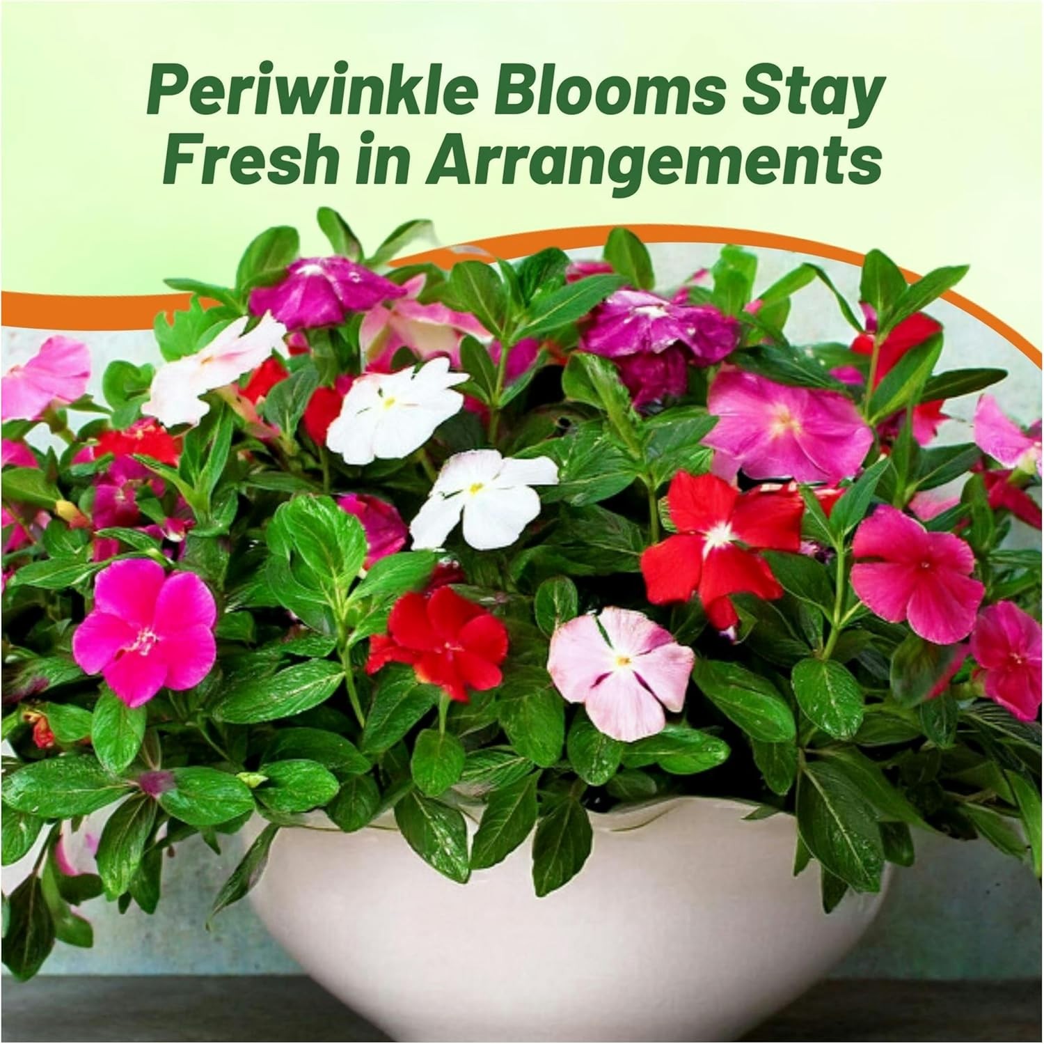 4000 Seeds Periwinkle Vinca Seed Mix For Planting – Dwarf Little Mix Ground