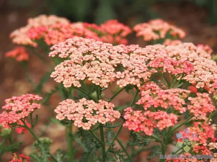 200+ Apricot Delight Carnation Seeds for Garden Planting – USA – FREE SHIPPING!