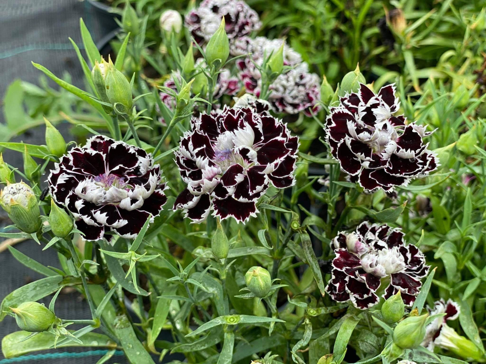 30 Seeds| China Pink ‘Black Velvet and Lace Carnations – Dianthus Flowers Seeds