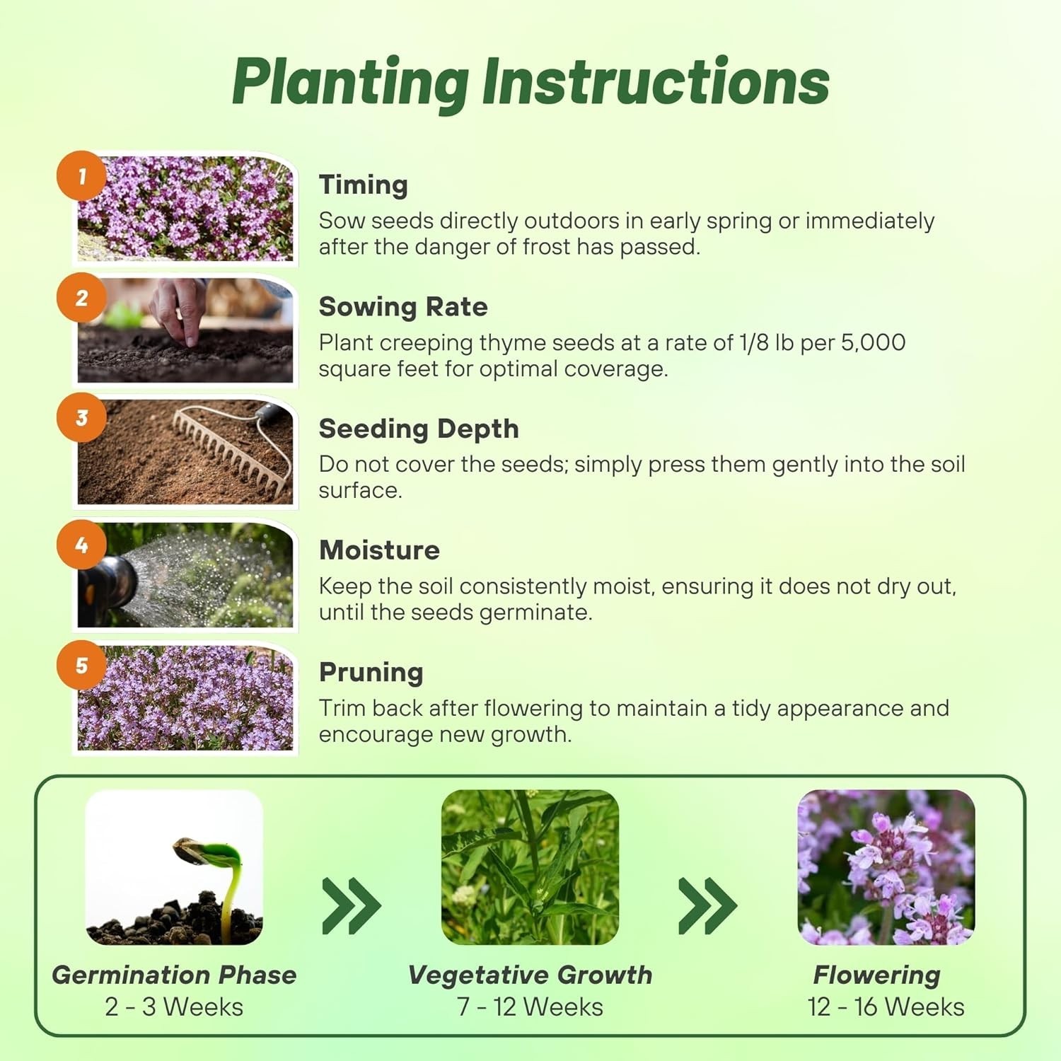 Creeping Thyme Seeds – 1/2 Lb Drought Tolerant Lavender Blooms for Beautiful …