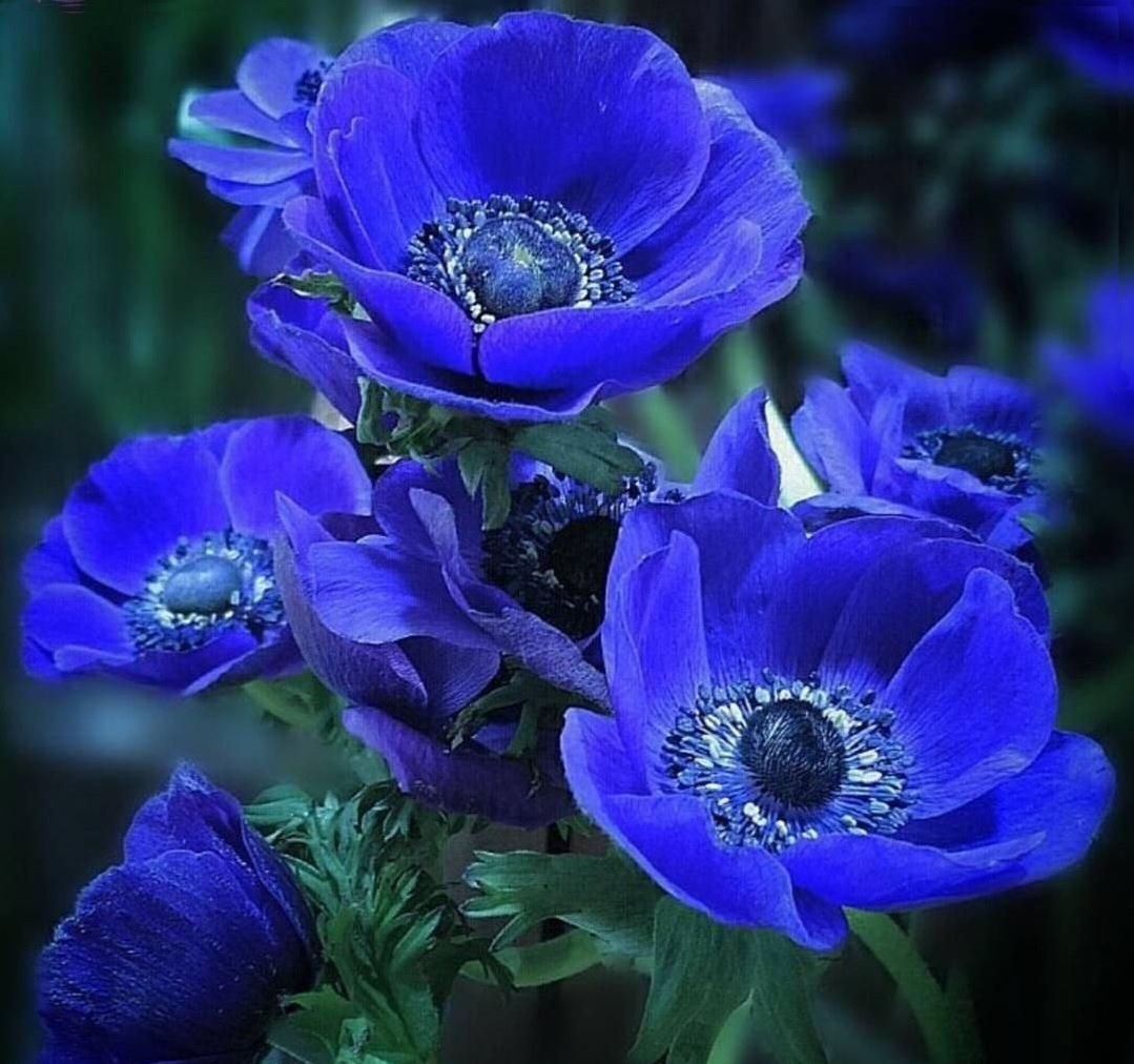 Anemone de Caen bulbs 10