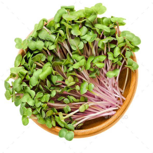 100+ CHINA ROSE SPROUTING RADISH SEEDS FRESH FOR GARDENS