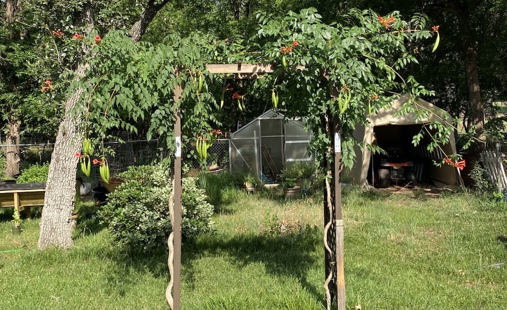 Orange Hummingbird (or Trumpet) Vine 25+ Seeds (Creeping Vine Plant) Pretty!