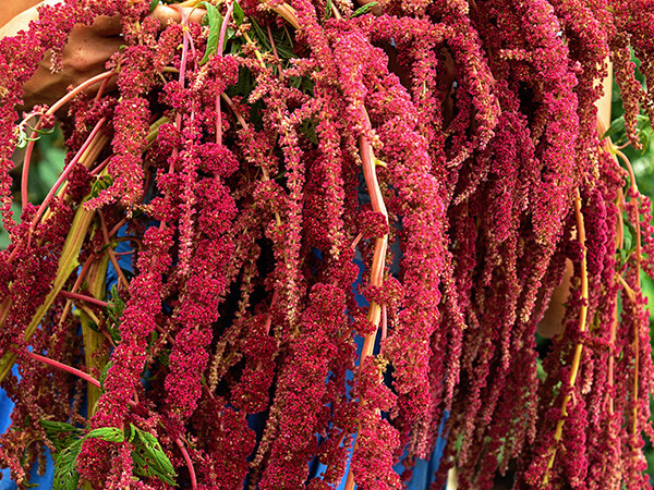 Amaranth Love Lies Bleeding Seeds 1000+ Annual CUT FLOWER NON-GMO USA FREE S&H