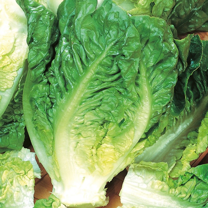 Little Gem Butterhead Lettuce Seeds, Tortoise Food, Cultivar, NON-GMO, FREE SHIP