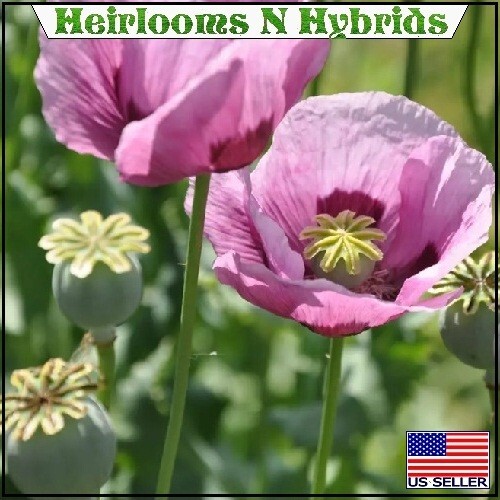 Mixed Organic P Somniferum Poppy Seeds Hungarian, Czech, Dutch, Turkish 10,000