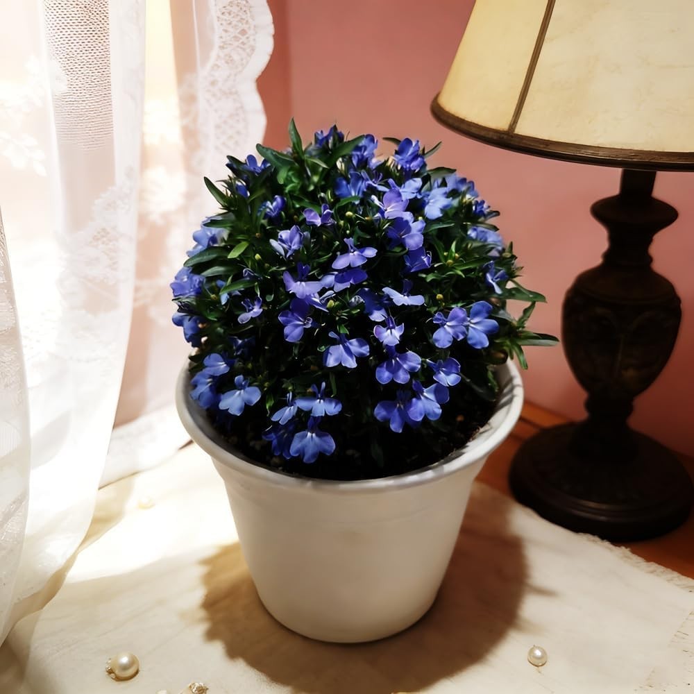 Blue Woolly Thyme Seeds,20001+ Blue Creeping Thyme Seeds Ground Cover,Drought To