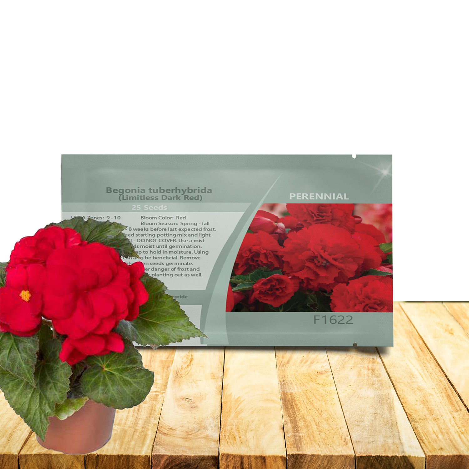 50 Seeds Begonia Limitless Dark Red Flower Seeds For Planting