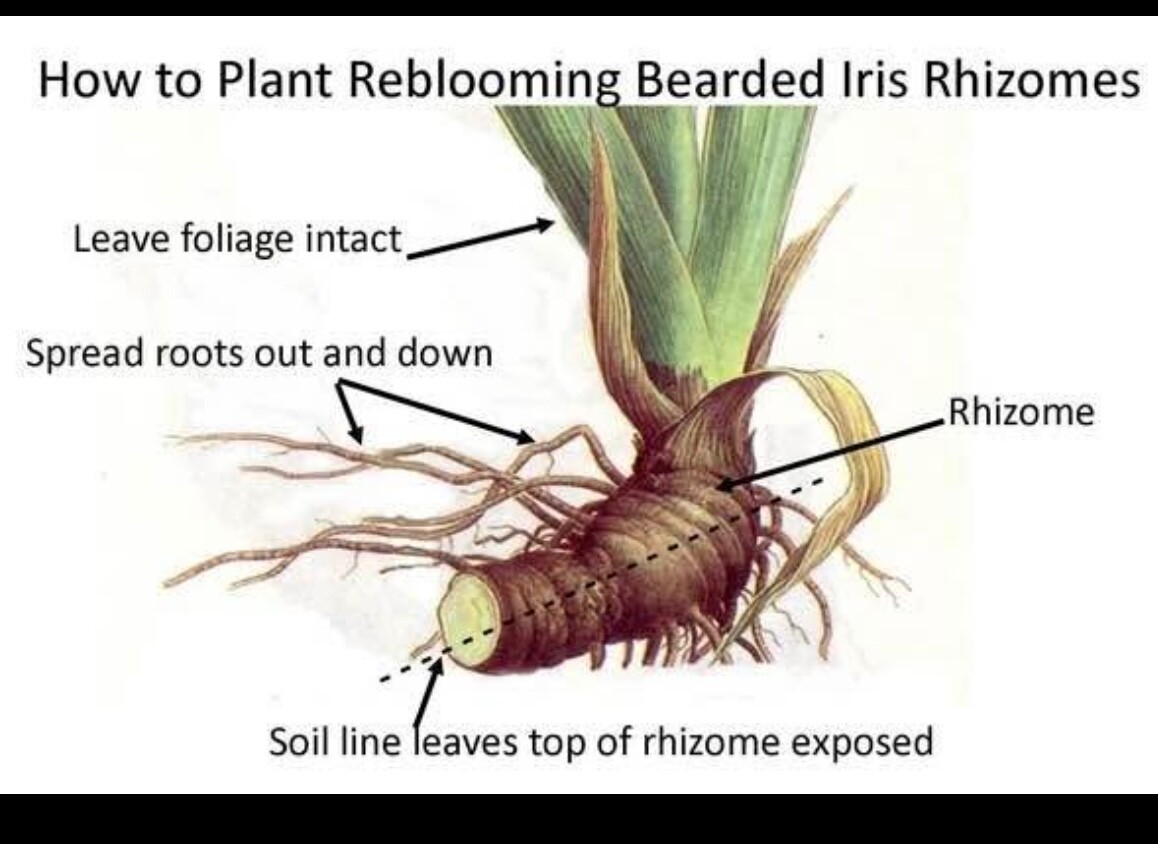 Yellow Iris – 6 Yellow Tall Bearded Iris Rhizomes – Perennial
