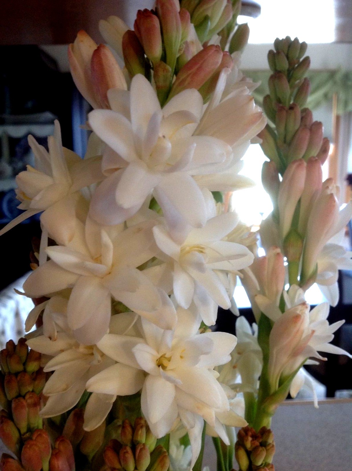 Tuberose large bulbs double pearl set of 6 – FRAGRANT – Polianthus