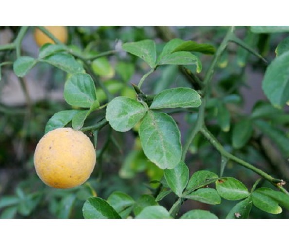 TRIFOLIATE ORANGE 9-12″ TREES Quantity 6